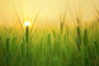 Small agriculture barley field beautiful 207247